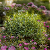 Proven Winners® Gem Box® Holly Shrub