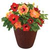 Bloom Bash® Hollywood® Hibiscus