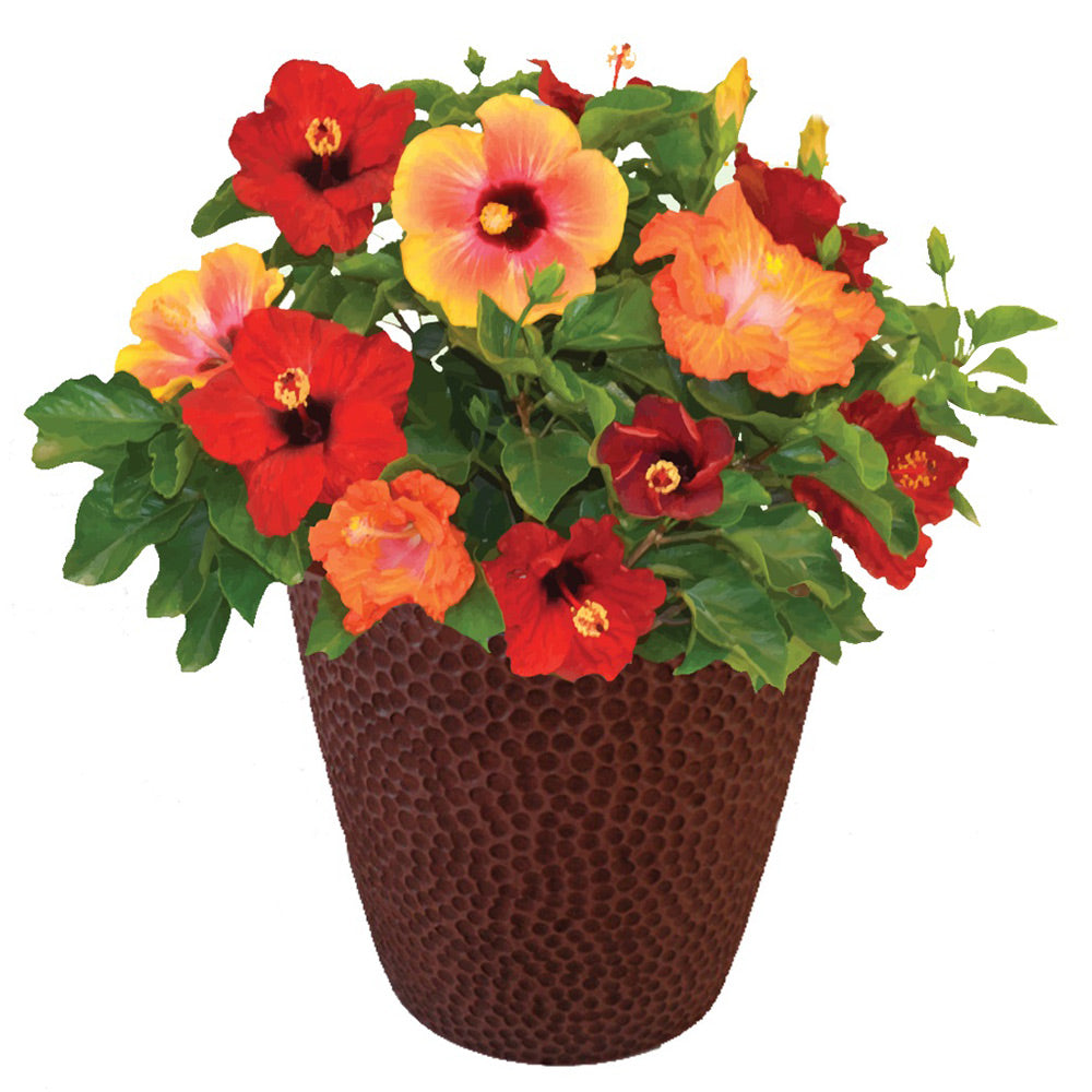 Bloom Bash® Hollywood® Hibiscus