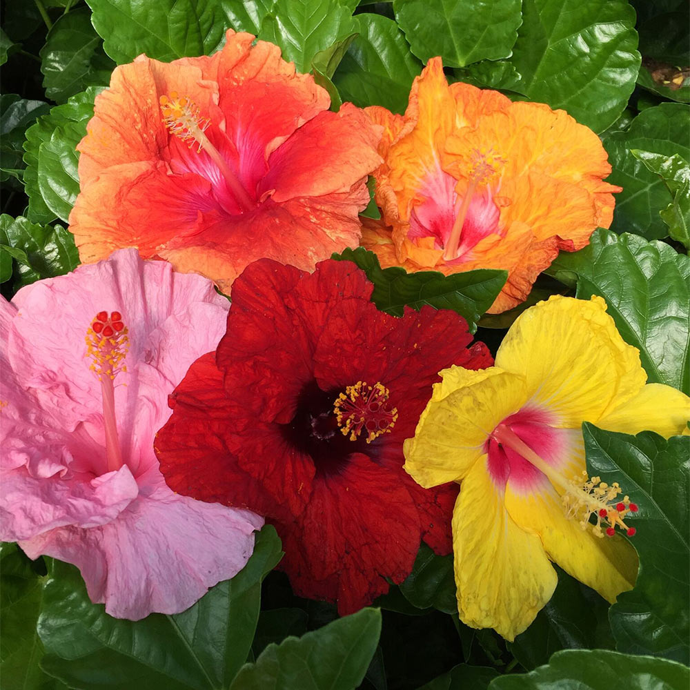 Bloom Bash® Hollywood® Hibiscus