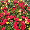 Bloom Bash® Hollywood® Hibiscus