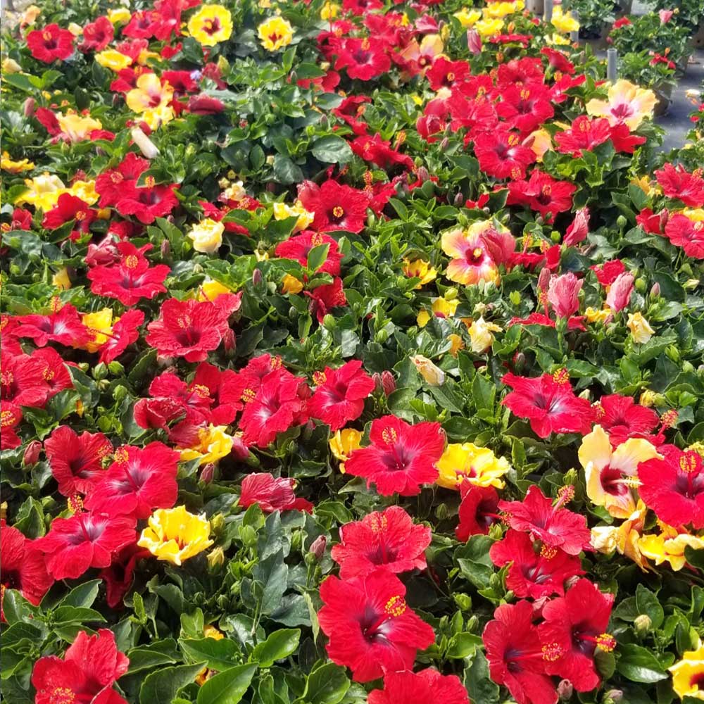 Bloom Bash® Hollywood® Hibiscus