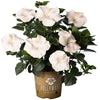 Earth Angel™ Hollywood® Hibiscus