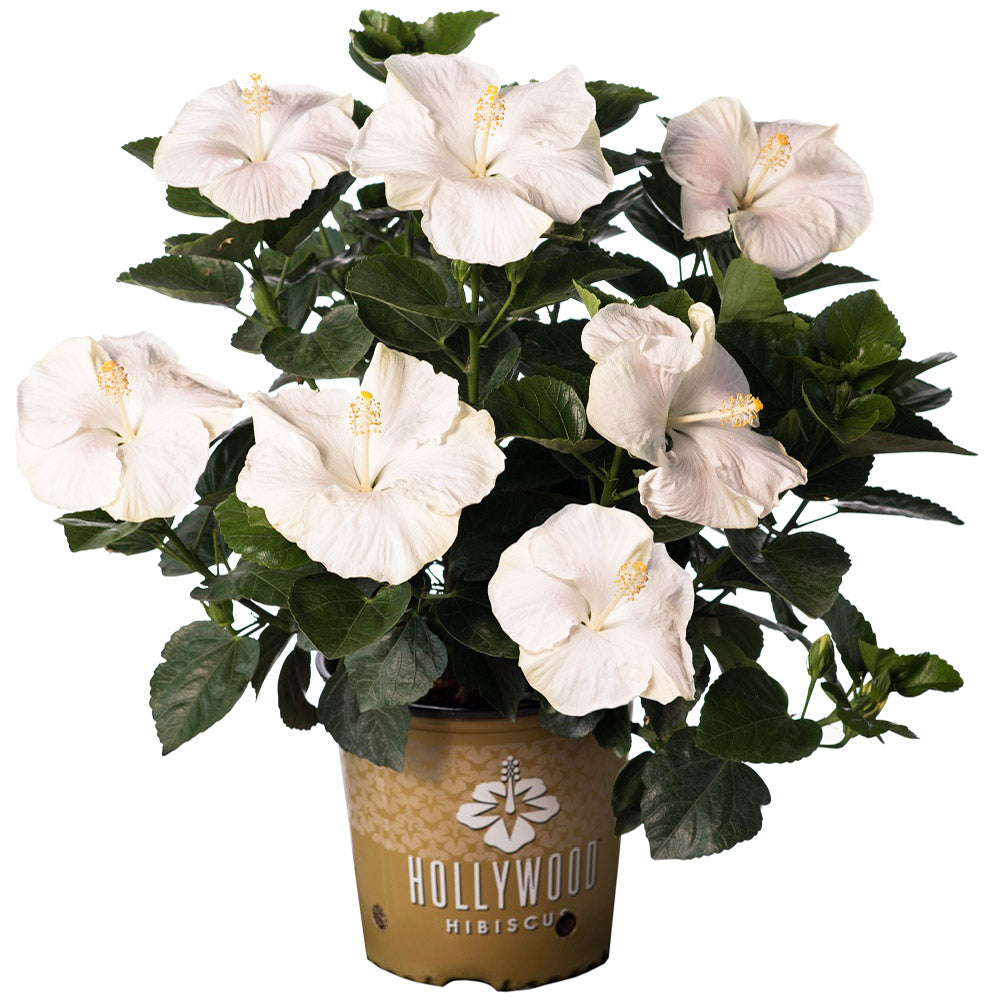 Earth Angel™ Hollywood® Hibiscus