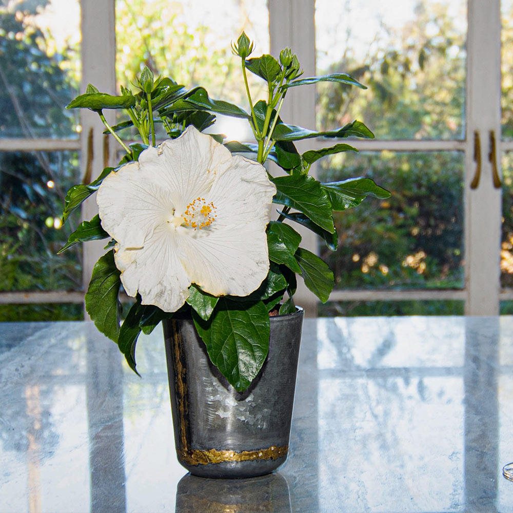 Earth Angel™ Hollywood® Hibiscus
