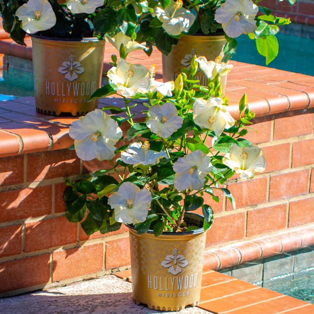 Earth Angel™ Hollywood® Hibiscus