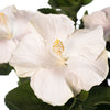 Earth Angel™ Hollywood® Hibiscus
