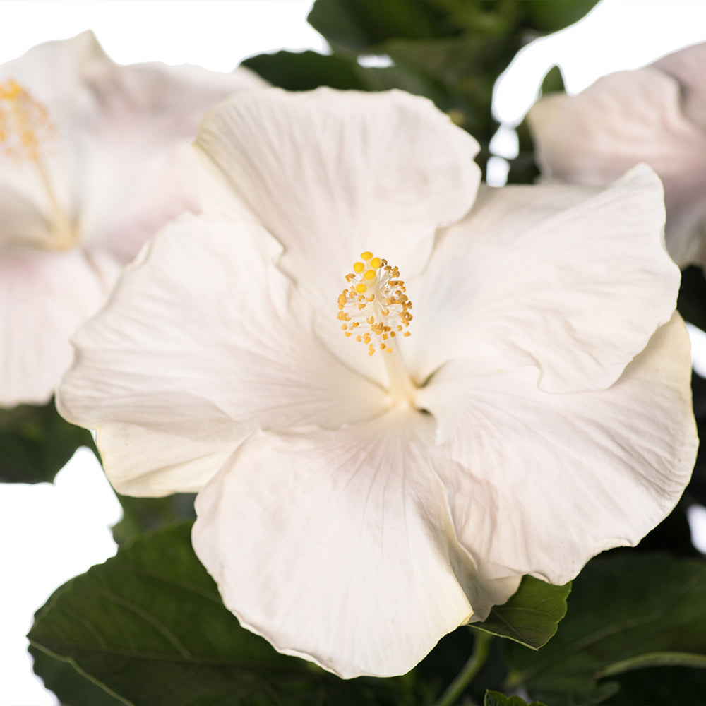 Earth Angel™ Hollywood® Hibiscus