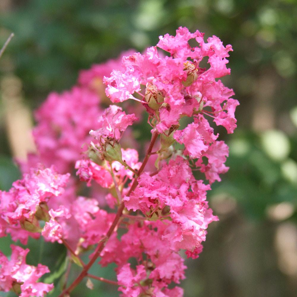 Hopi Crape Myrtle