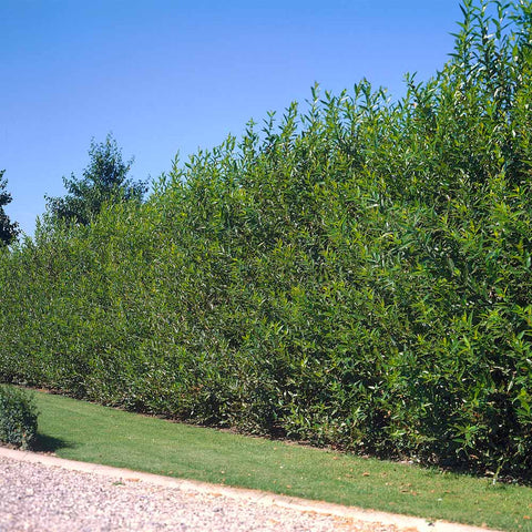 Willow Hybrid Tree