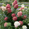 Fire Light® Hydrangea Tree