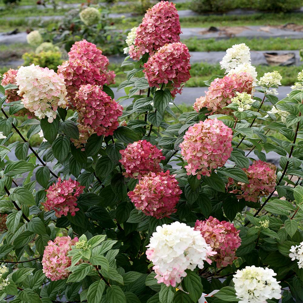 Fire Light® Hydrangea Tree