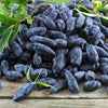 Indigo Gem Haskap (Honeyberry) Bush