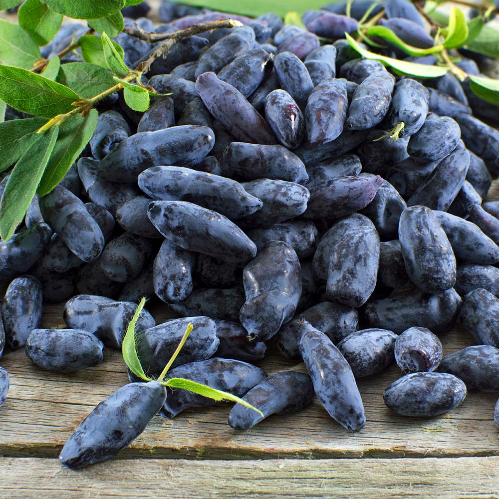 Indigo Gem Haskap (Honeyberry) Bush