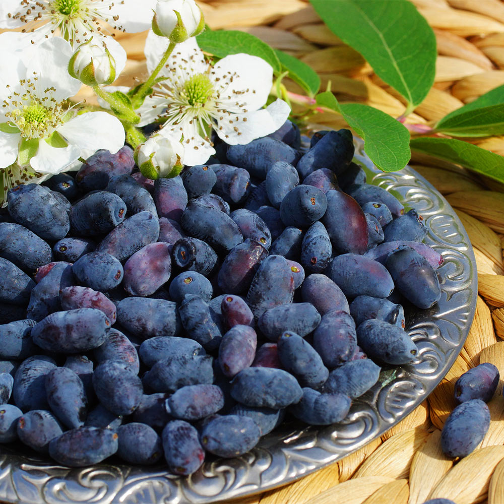 Indigo Treat Haskap (Honeyberry) Bush