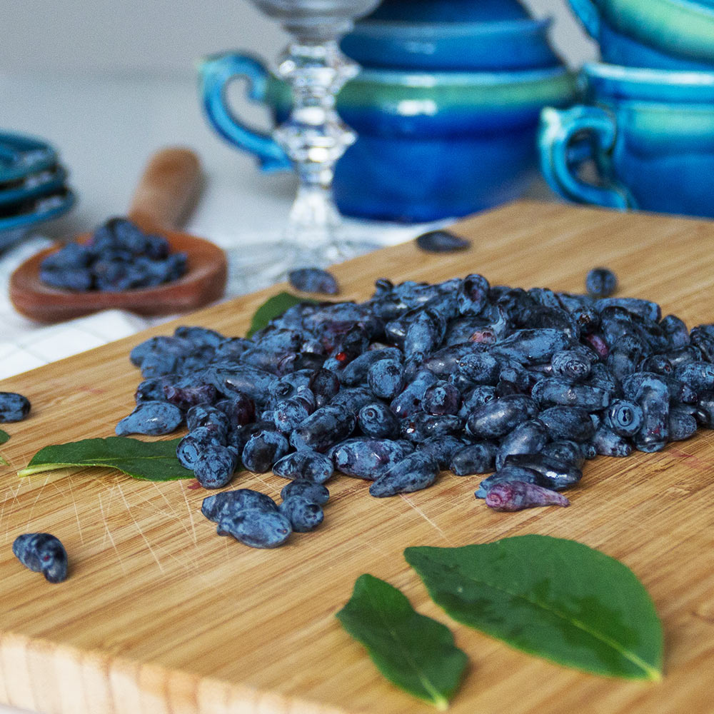 Indigo Treat Haskap (Honeyberry) Bush