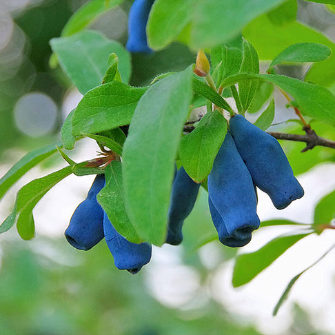 Indigo Treat Haskap (Honeyberry) Bush