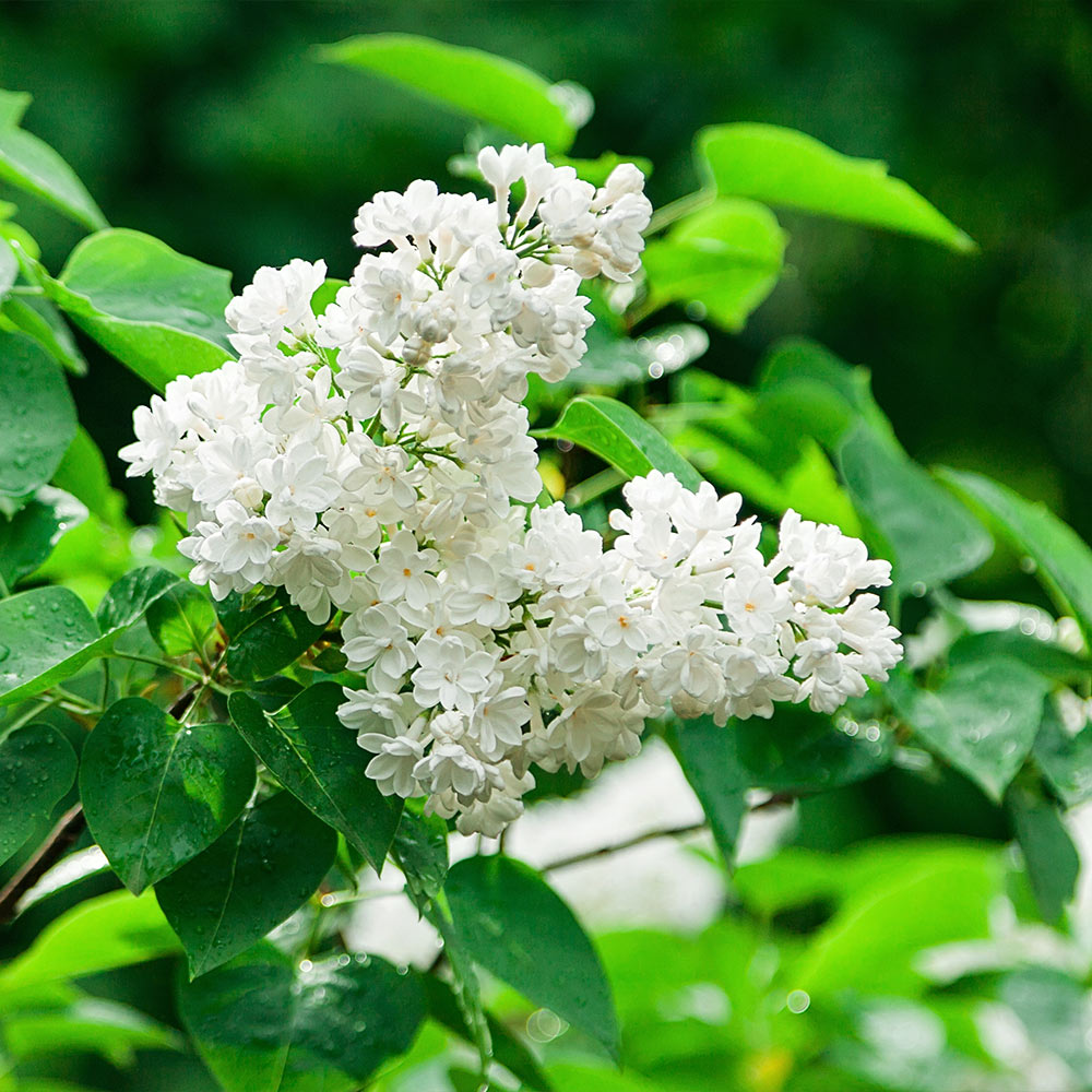 Ivory Silk Japanese Lilac Tree