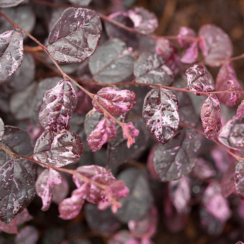 Jazz Hands® Variegated Loropetalum Shrub