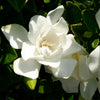 Southern Living® Jubilation Gardenia Shrub
