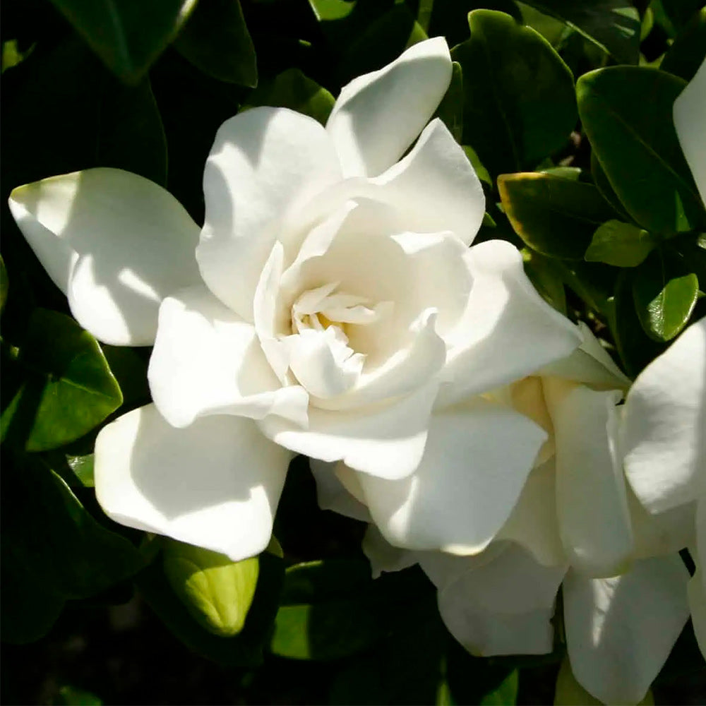 Southern Living® Jubilation Gardenia Shrub