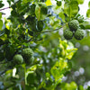 Kaffer 'Kieffer' Lime Tree