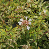 Southern Living® Kaleidoscope Abelia Shrub