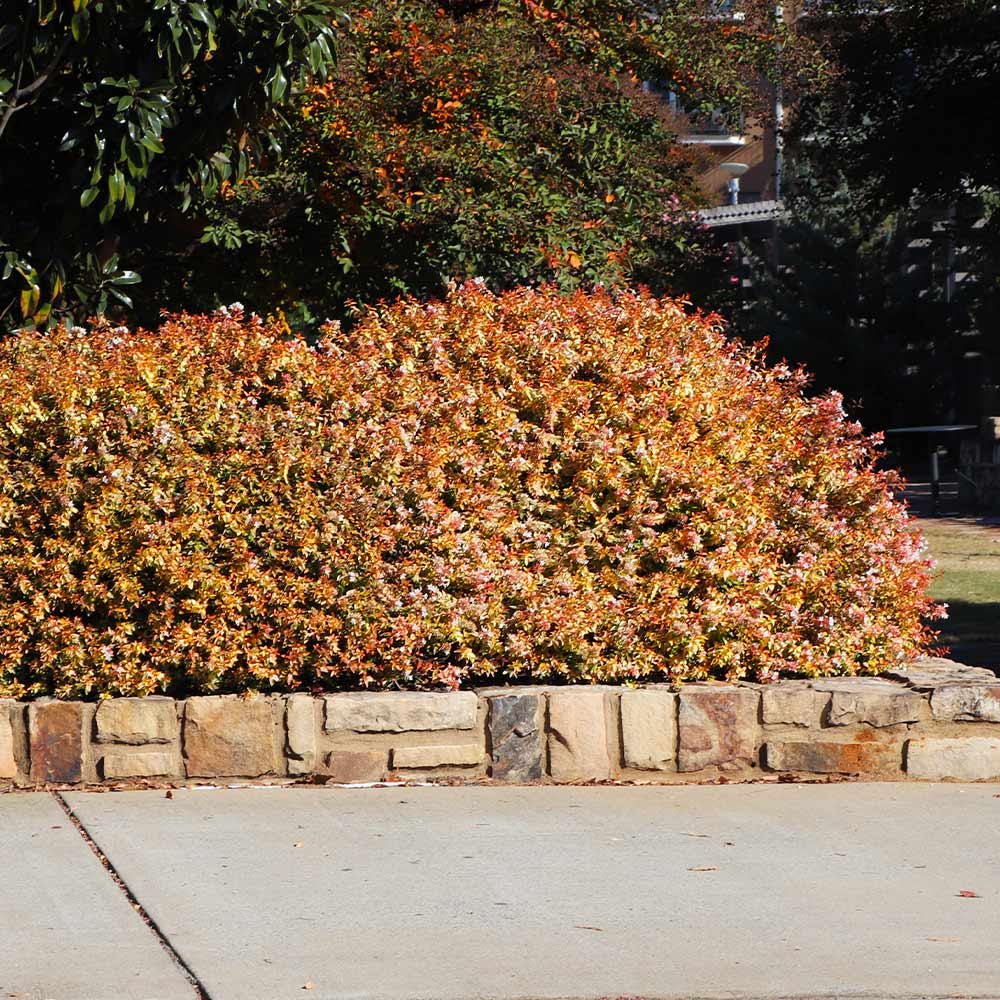 Southern Living® Kaleidoscope Abelia Shrub