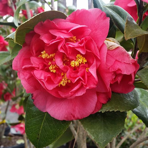 Kramers Camellia Shrub