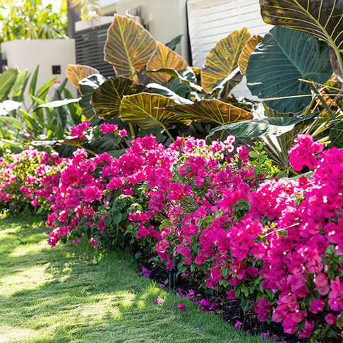 La Jolla Bougainvillea
