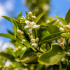 Lane Late Navel Orange Tree