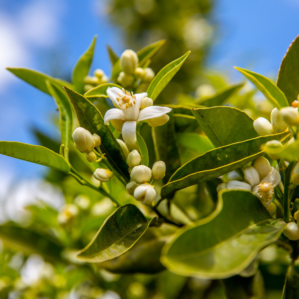 Lane Late Navel Orange Tree