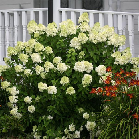 Proven Winners® Limelight Hydrangea Shrub