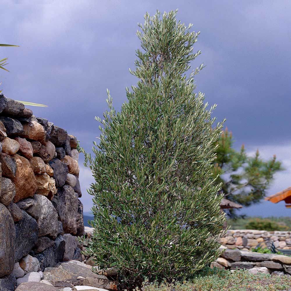 Little Ollie' Dwarf Olive Tree