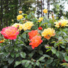 Livin' Easy™ and Easy-Going™ Two-fer® Rose Tree