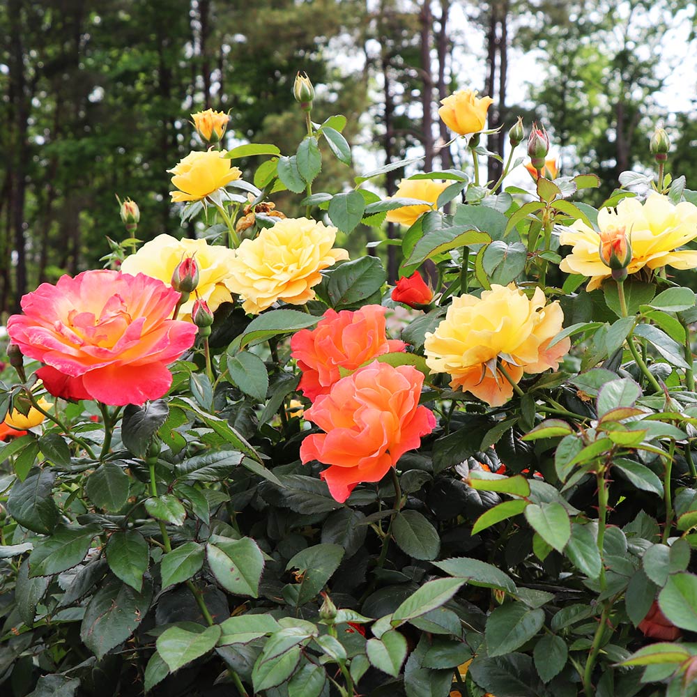 Livin' Easy™ and Easy-Going™ Two-fer® Rose Tree