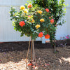 Livin' Easy™ and Easy-Going™ Two-fer® Rose Tree