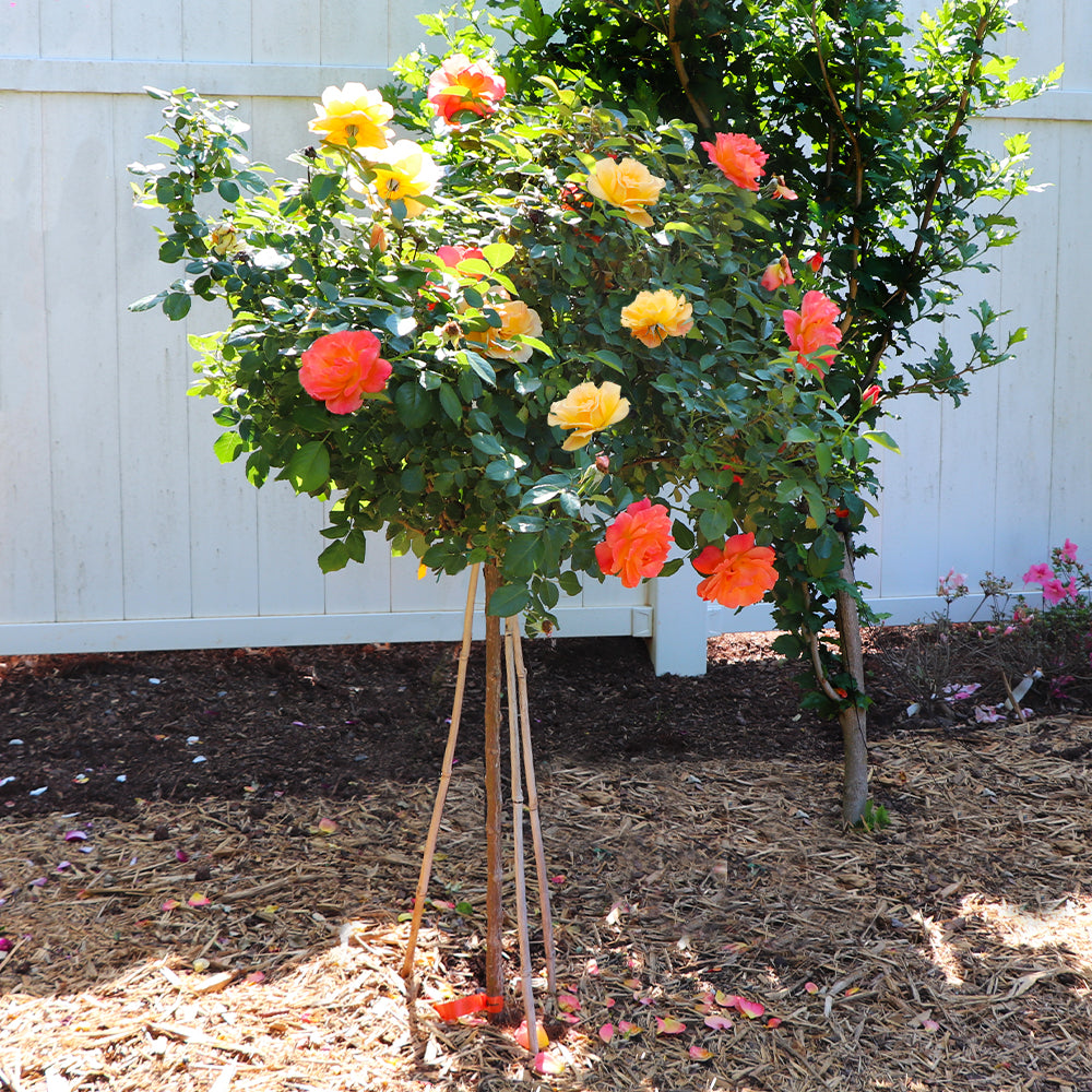 Livin' Easy™ and Easy-Going™ Two-fer® Rose Tree