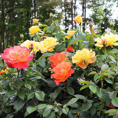Livin' Easy™ and Easy-Going™ Two-fer® Rose Tree