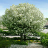 Proven Winners® Lollipop® Crabapple Tree