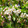 Proven Winners® Lollipop® Crabapple Tree