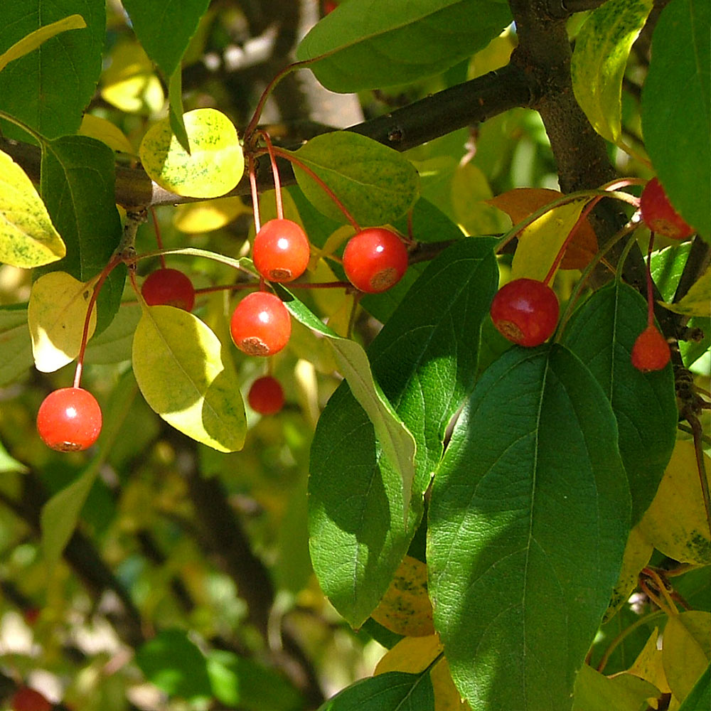 Proven Winners® Lollipop® Crabapple Tree