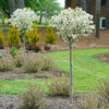 Proven Winners® Lollipop® Crabapple Tree