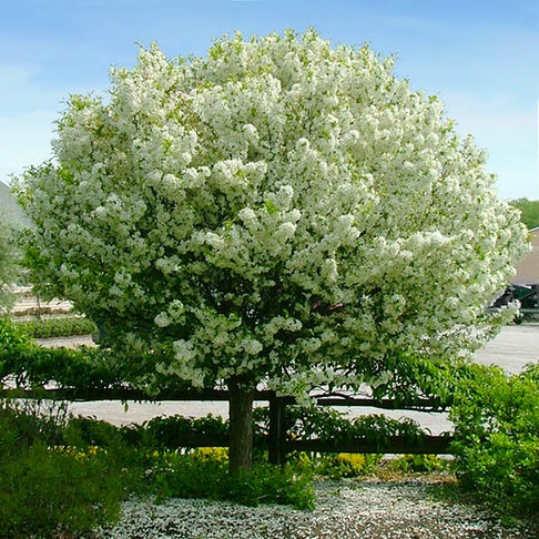 Proven Winners® Lollipop® Crabapple Tree