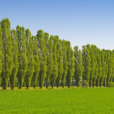 Lombardy Poplar Tree