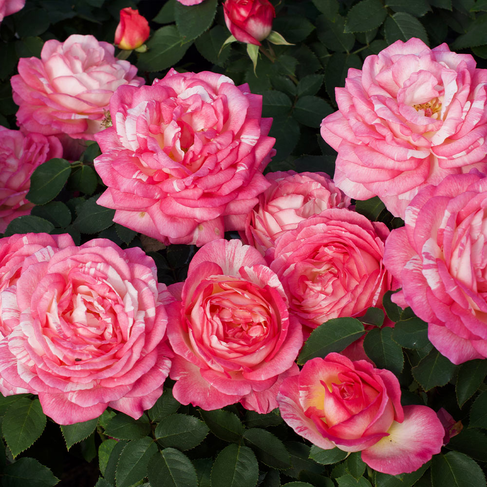 Marc Chagall Rose Tree