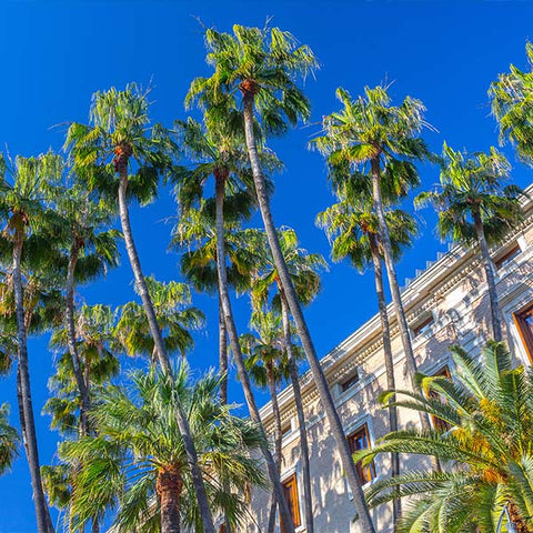 Mexican Fan Palm Tree