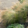 Mexican Feather Grass