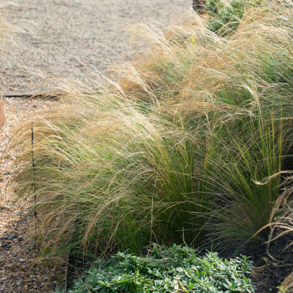 Mexican Feather Grass