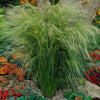 Mexican Feather Grass